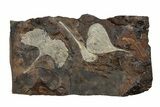 Three Paleocene Fossil Ginkgo Leaves - North Dakota #270196-1